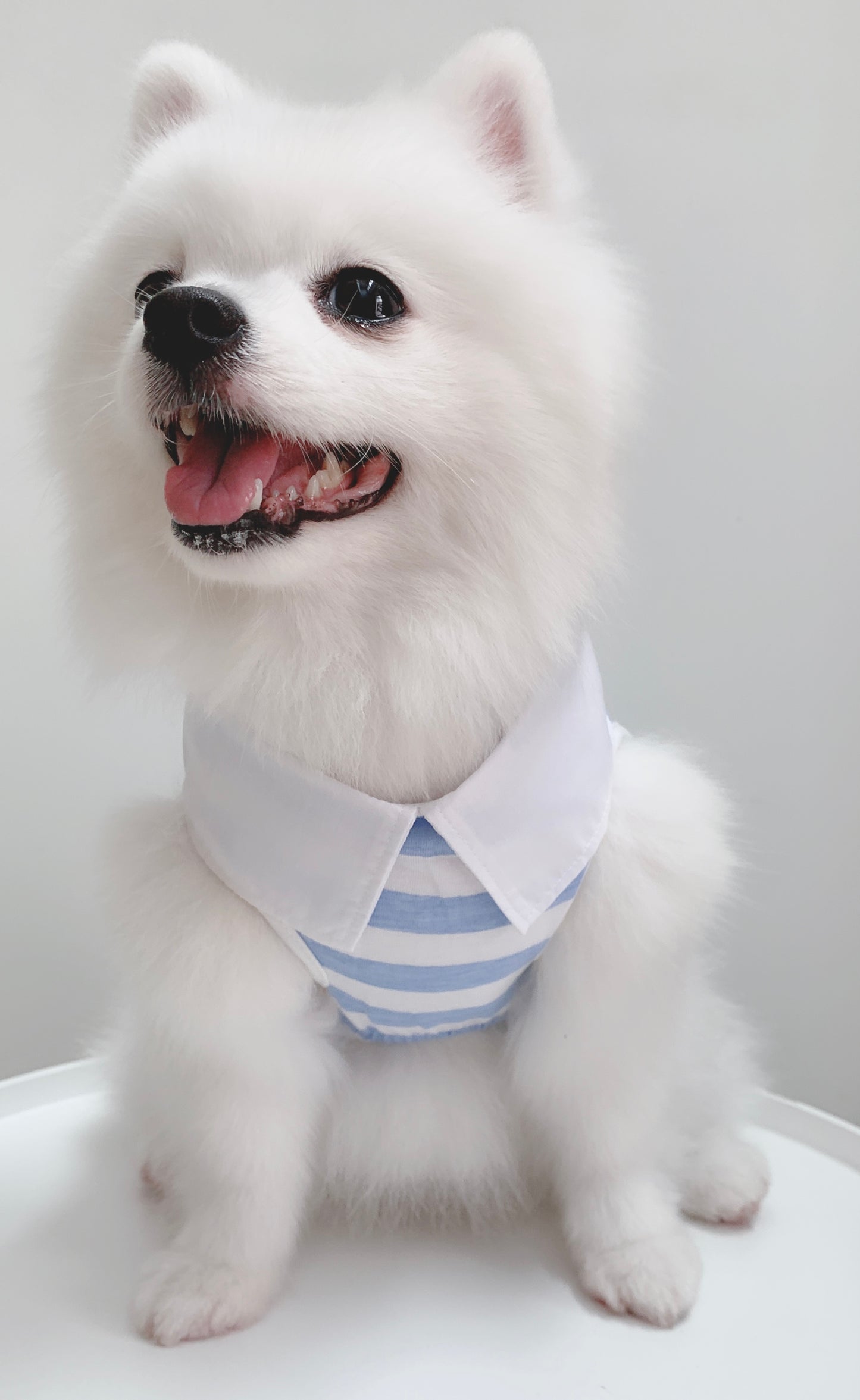 Cotton Tail เสื้อผ้าสัตว์เลี้ยง, หมา, แมว, สุนัข รุ่น Blue Sky