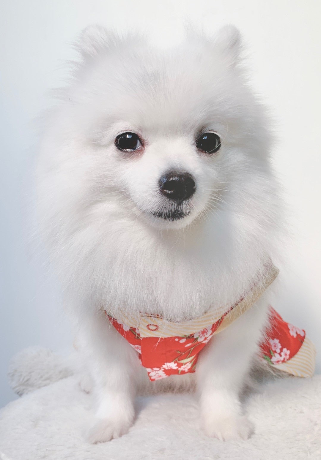 Animal-Go-Round เสื้อผ้าเครื่องแต่งกาย สัตว์เลี้ยง, หมา, แมว, สุนัข รุ่น Bunnies CNY Girl