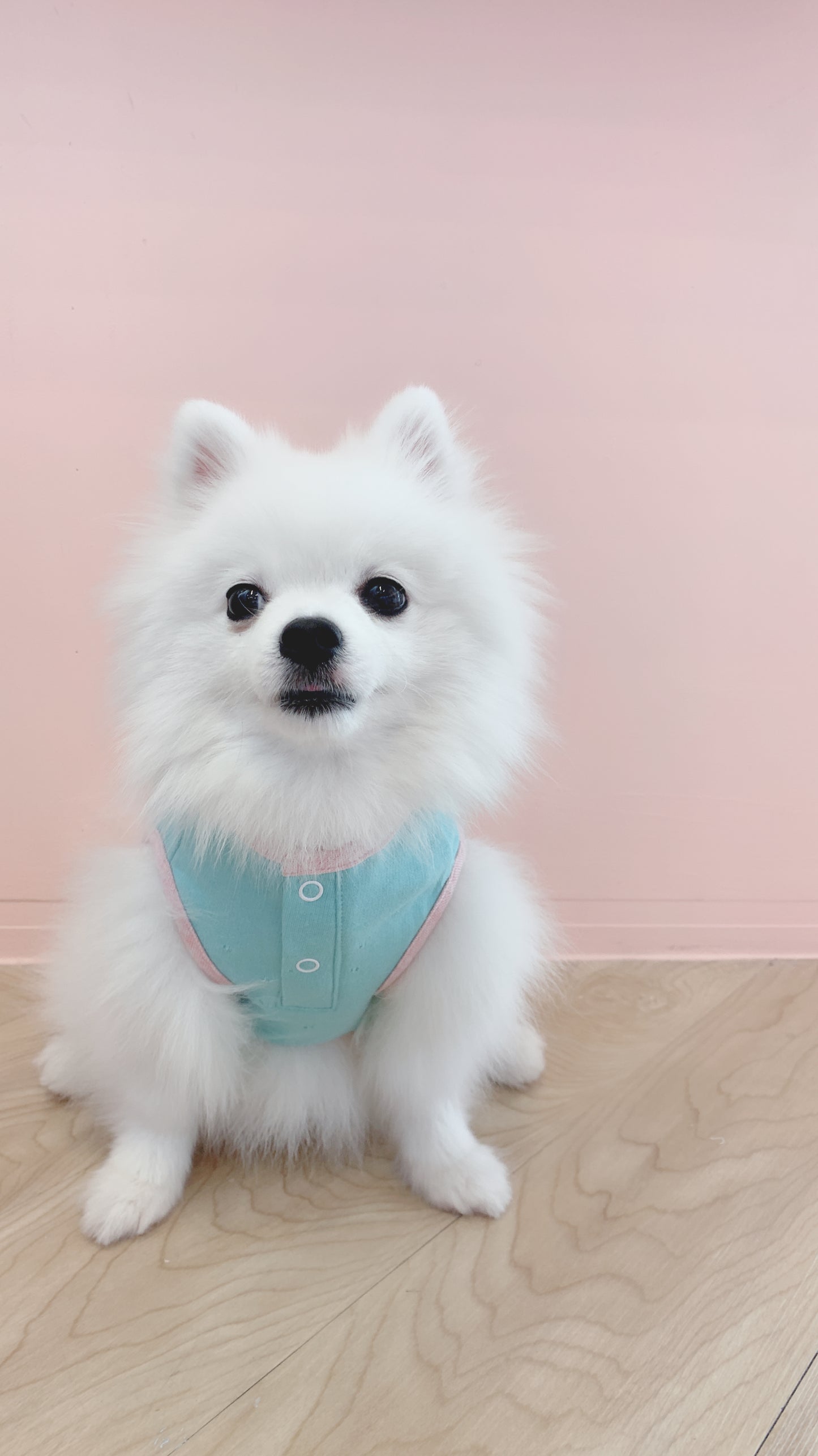 Cotton Tail เสื้อผ้าสัตว์เลี้ยง, หมา, แมว, สุนัข รุ่น Gummy Jelly Boy