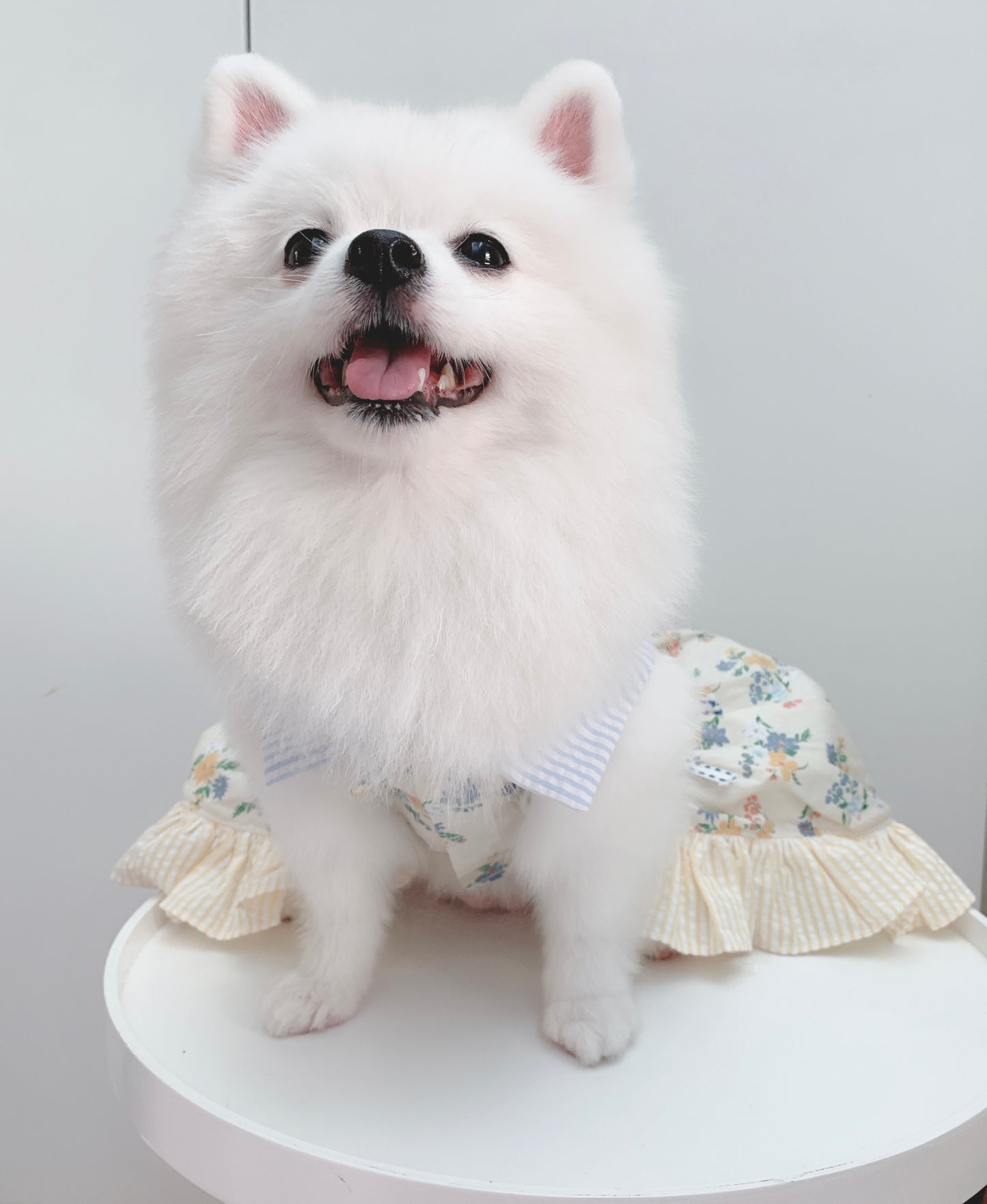 Animal-Go-Round เสื้อผ้าเครื่องแต่งกาย สัตว์เลี้ยง, หมา, แมว, สุนัข รุ่น Sunday Morning