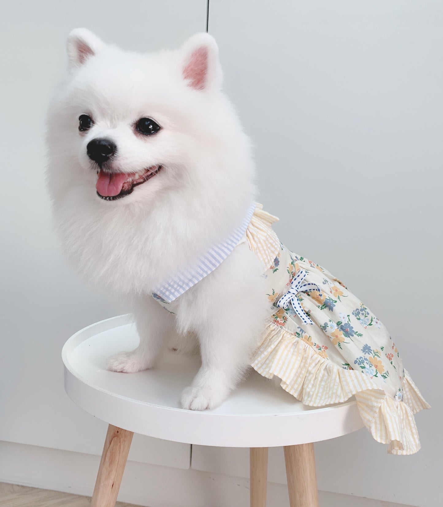 Animal-Go-Round เสื้อผ้าเครื่องแต่งกาย สัตว์เลี้ยง, หมา, แมว, สุนัข รุ่น Sunday Morning