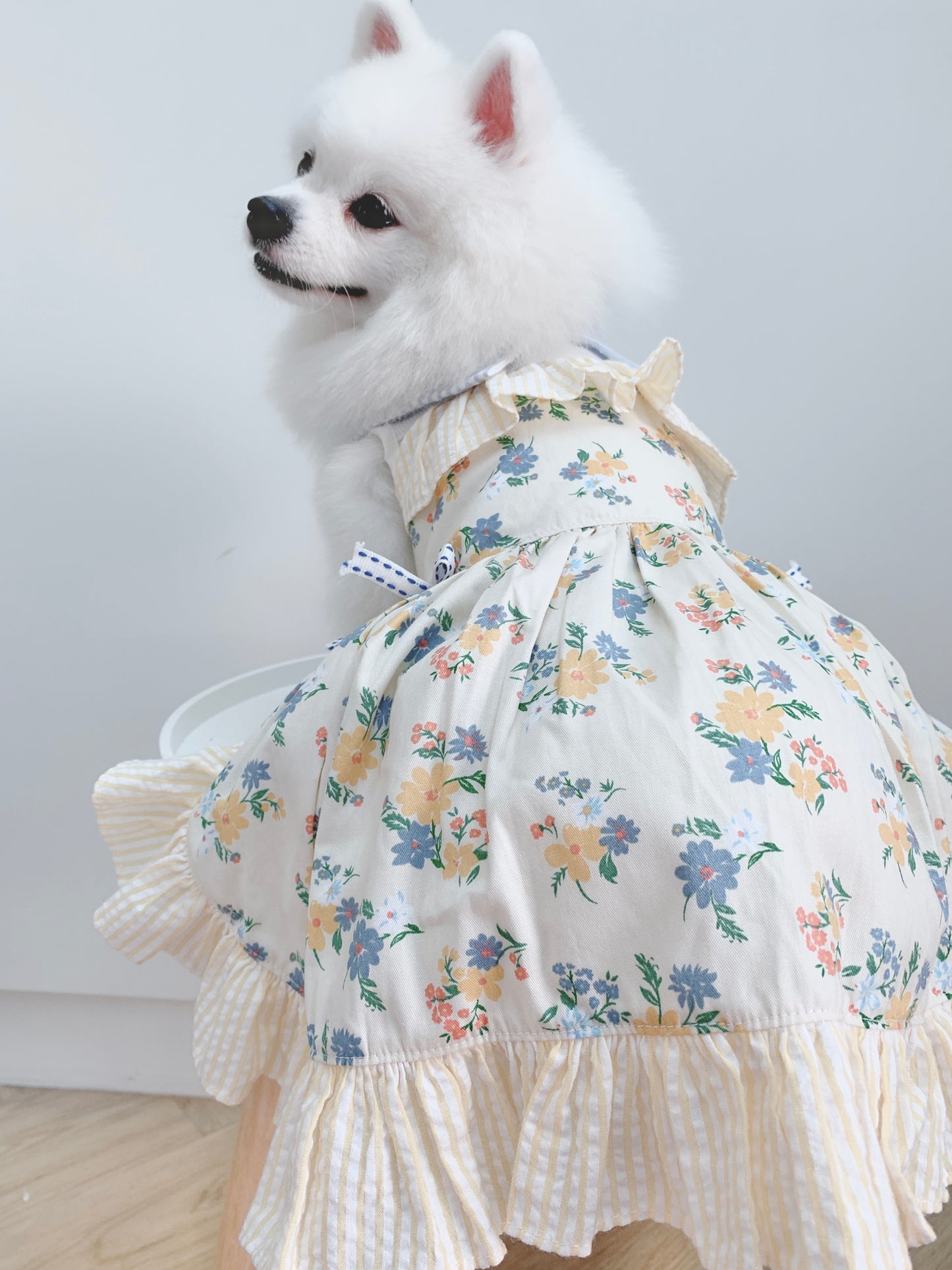 Animal-Go-Round เสื้อผ้าเครื่องแต่งกาย สัตว์เลี้ยง, หมา, แมว, สุนัข รุ่น Sunday Morning
