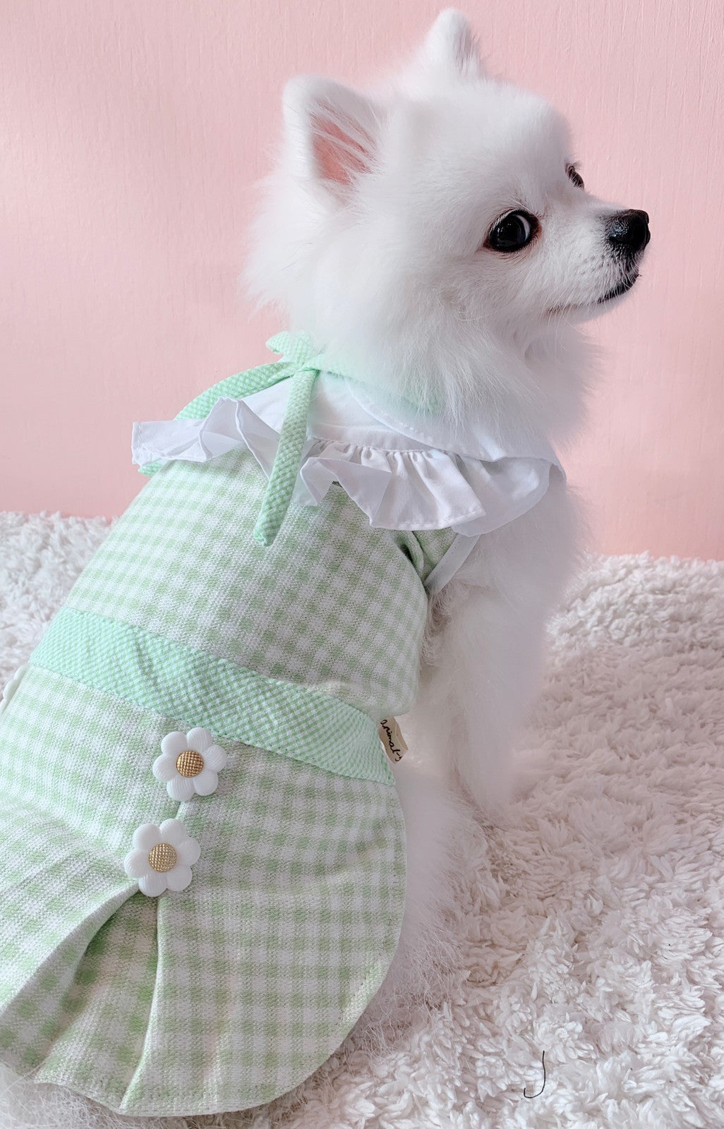 Animal-Go-Round เสื้อผ้าเครื่องแต่งกาย สัตว์เลี้ยง, หมา, แมว, สุนัข รุ่น Acacia Green
