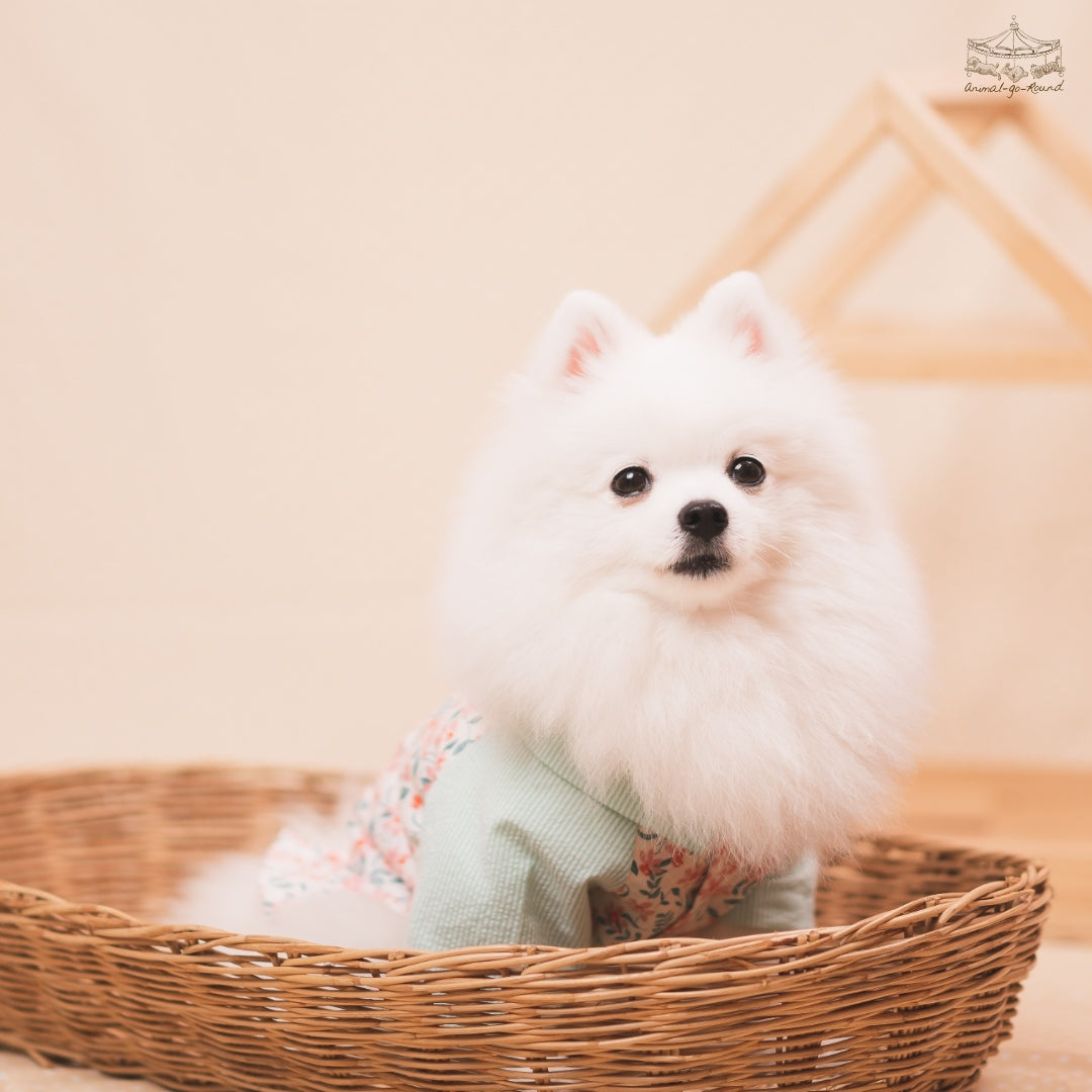 Animal-Go-Round เสื้อผ้าเครื่องแต่งกาย สัตว์เลี้ยง, หมา, แมว, สุนัข รุ่น Sunday Morning Boy