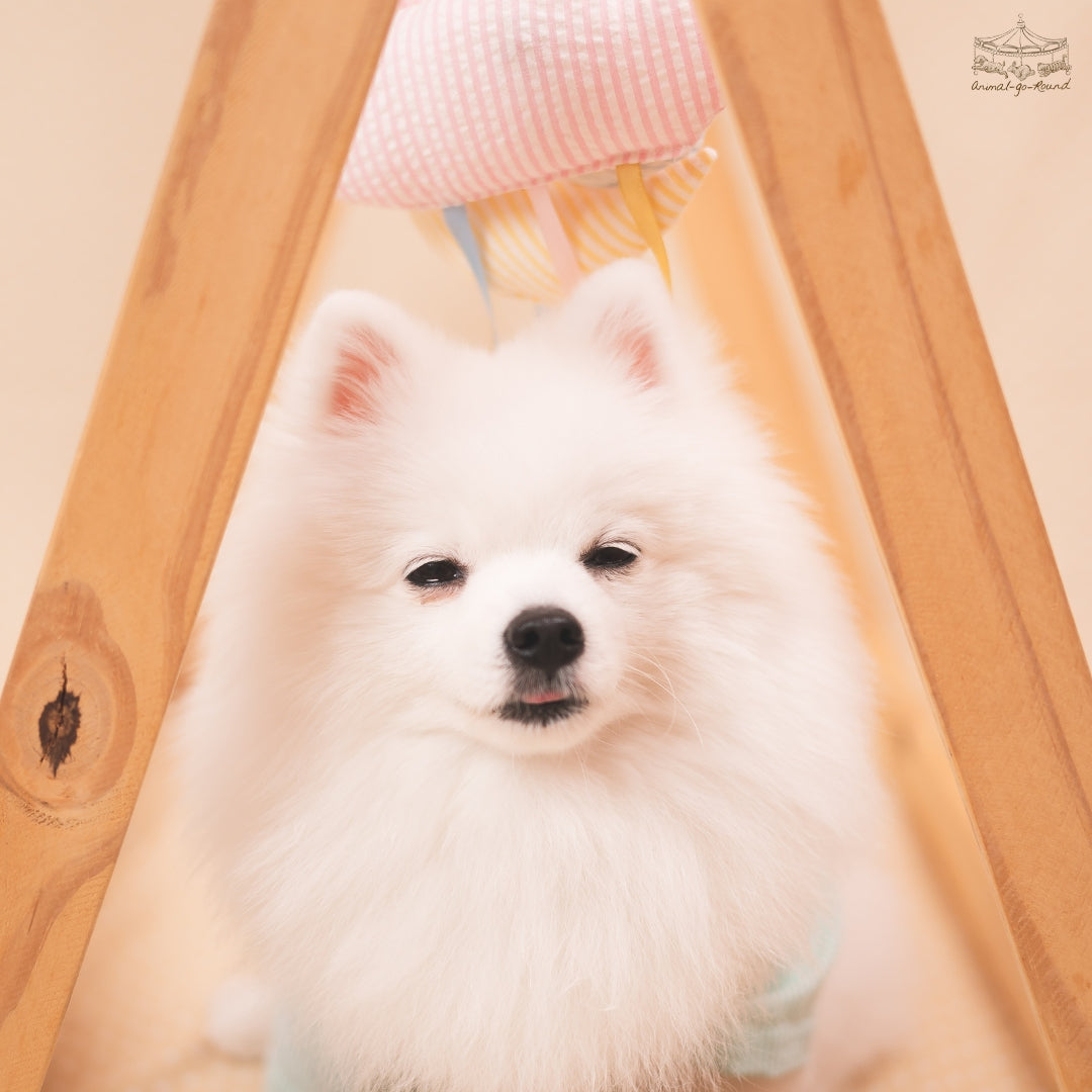 Animal-Go-Round เสื้อผ้าเครื่องแต่งกาย สัตว์เลี้ยง, หมา, แมว, สุนัข รุ่น Sunday Morning Boy