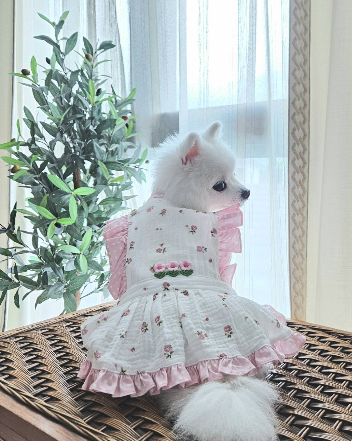 Animal-Go-Round เสื้อผ้าเครื่องแต่งกาย สัตว์เลี้ยง, หมา, แมว, สุนัข รุ่น Dream Daisy