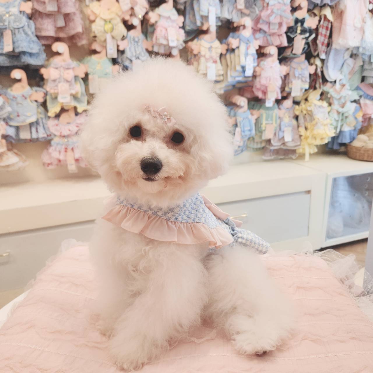 Glitter Pooch Harness ชุดรัดอก สายจูง เสื้อผ้า สุนัข, หมา, แมว, สัตว์เลี้ยง พร้อม สายจูง รุ่น Milky Nephophile