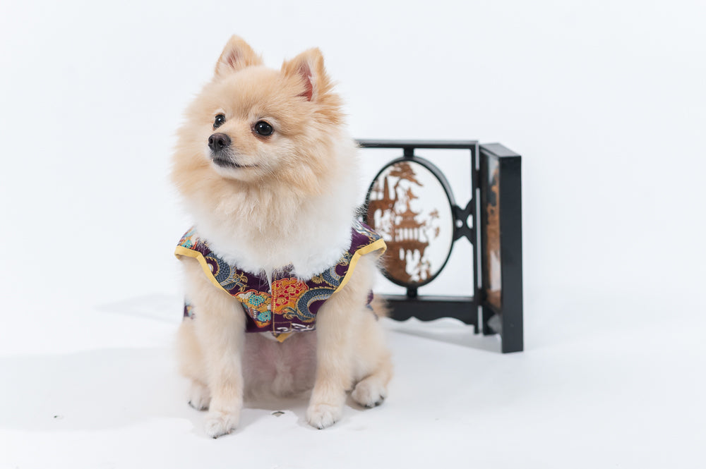 Animal-Go-Round เสื้อผ้าเครื่องแต่งกาย สัตว์เลี้ยง, หมา, แมว, สุนัข รุ่น The Dragon Warrior