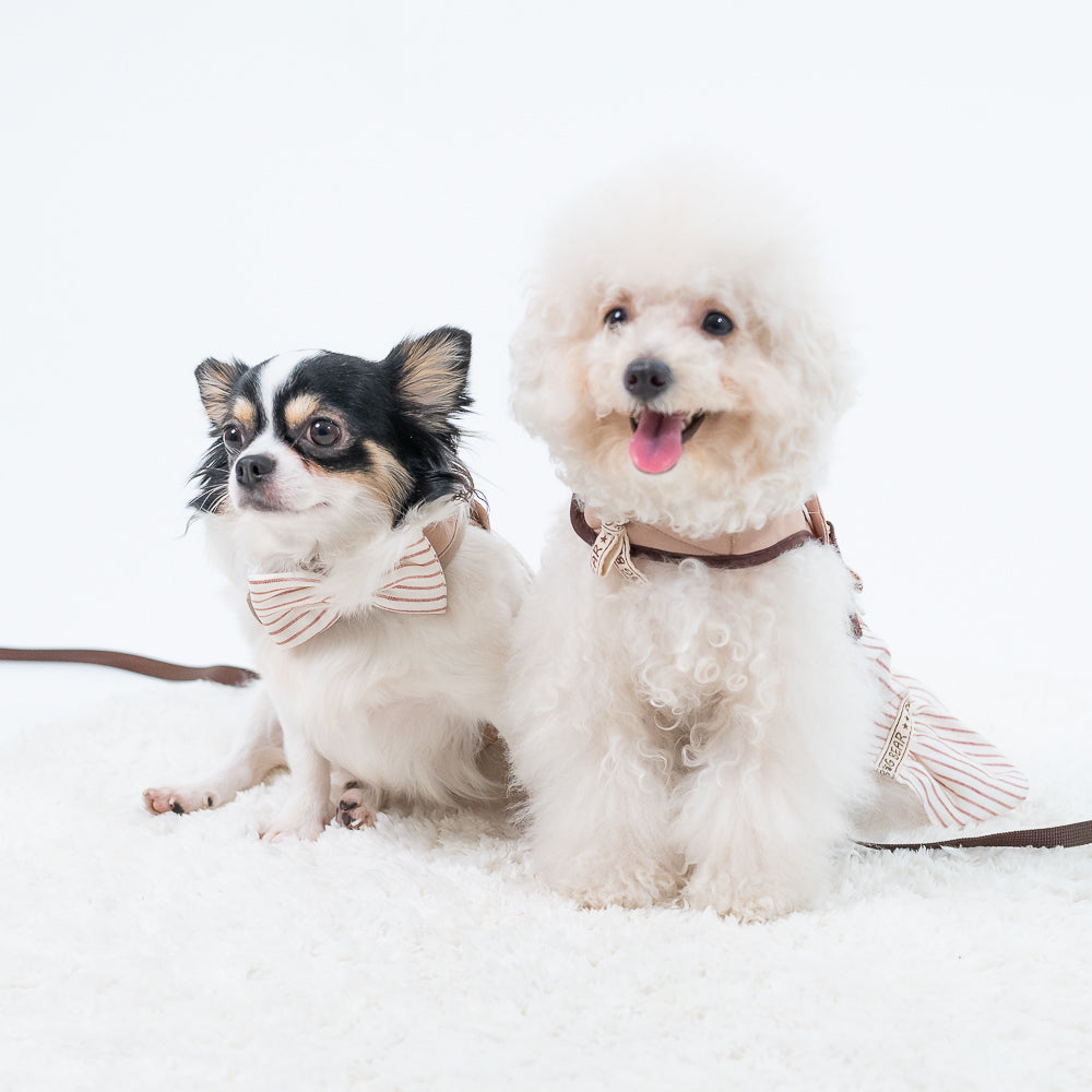Glitter Pooch Harness ชุดรัดอก สายจูง เสื้อผ้า สุนัข, หมา, แมว, สัตว์เลี้ยง พร้อม สายจูง รุ่น New Brownie Cookie Boy