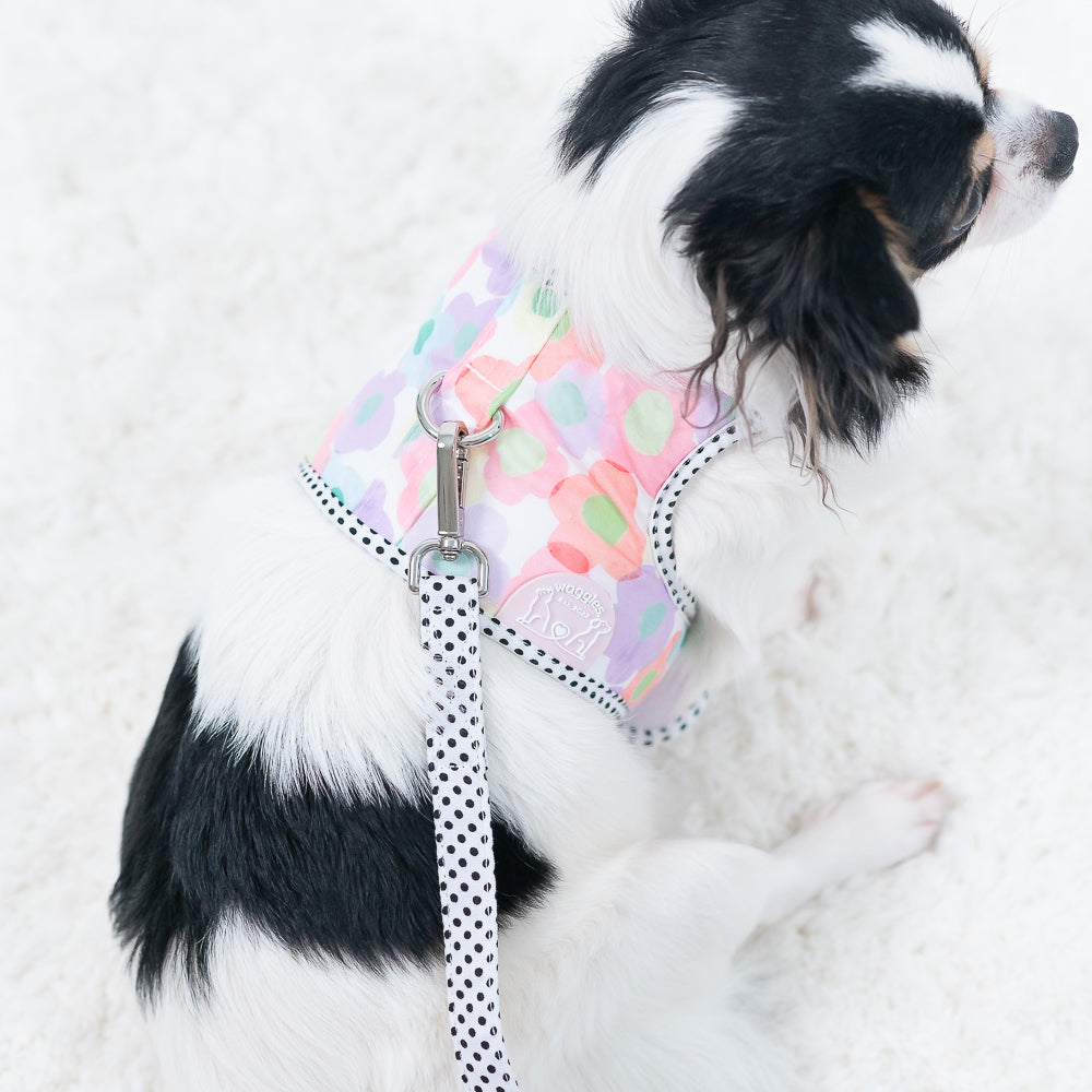 Waggles Lolly Petal เสื้อผ้า ชุดรัดอก สายจูง สุนัข, หมา, แมว, สัตว์เลี้ยง ขนาดเล็ก - ขนาดกลาง พร้อม สายจูง