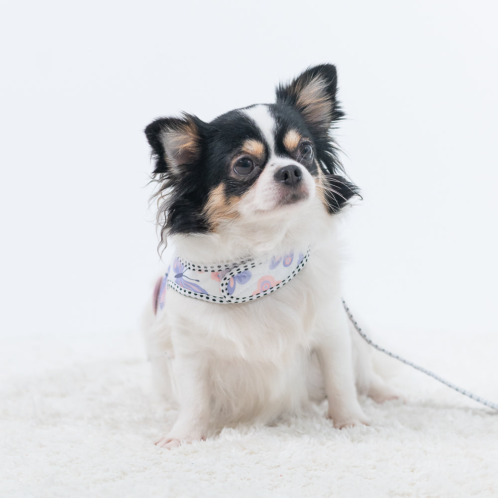Waggles Lovely Papillon เสื้อผ้า ชุดรัดอก สายจูง สุนัข, หมา, แมว, สัตว์เลี้ยง ขนาดเล็ก - ขนาดกลาง พร้อม สายจูง