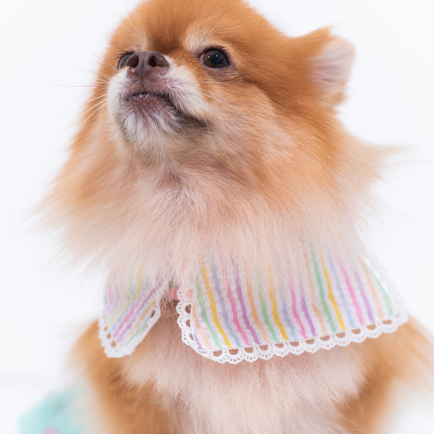 Glitter Pooch Harness ชุดรัดอก สายจูง เสื้อผ้า สุนัข, หมา, แมว, สัตว์เลี้ยง พร้อม สายจูง รุ่น J_adore Abbie