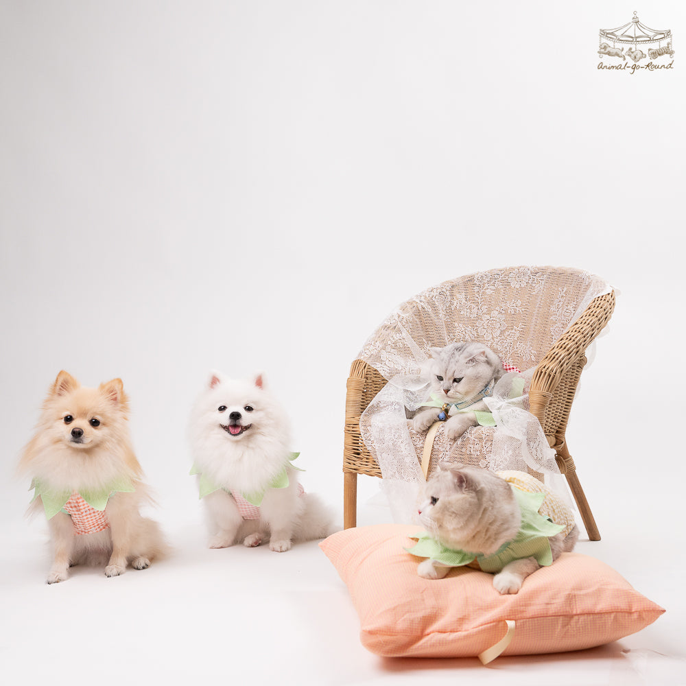 Animal-Go-Round เสื้อผ้าเครื่องแต่งกาย สัตว์เลี้ยง, หมา, แมว, สุนัข รุ่น Tiny Carrot