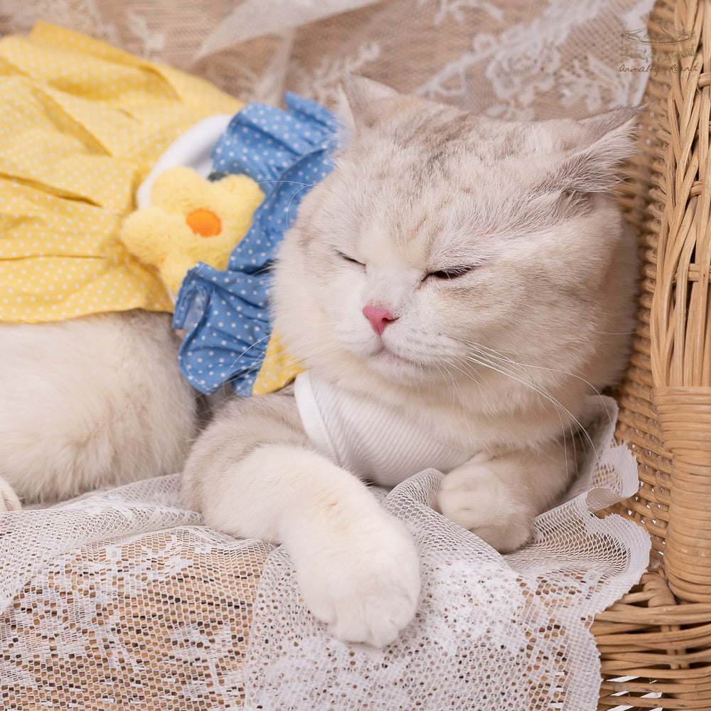 Animal-Go-Round เสื้อผ้าเครื่องแต่งกาย สัตว์เลี้ยง, หมา, แมว, สุนัข รุ่น LadyLola