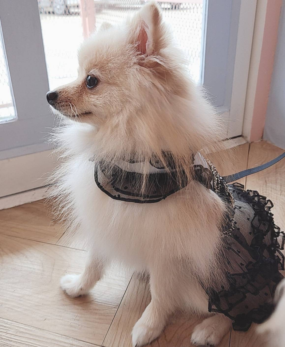 Glitter Pooch Harness ชุดรัดอก สายจูง เสื้อผ้า สุนัข, หมา, แมว, สัตว์เลี้ยง พร้อม สายจูง รุ่น Sassy Emily Black