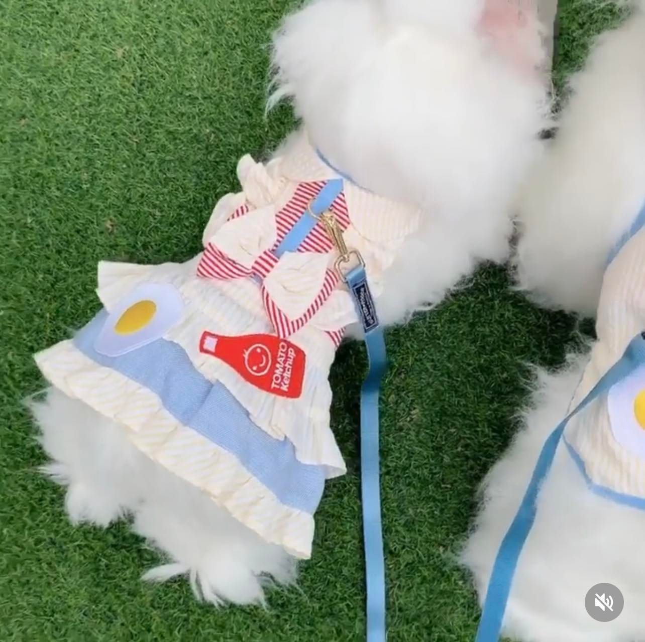 Glitter Pooch ชุดรัดอก สายจูง เสื้อผ้า สุนัข, หมา, แมว, สัตว์เลี้ยง พร้อม สายจูง รุ่น Breakfast Dates Girl