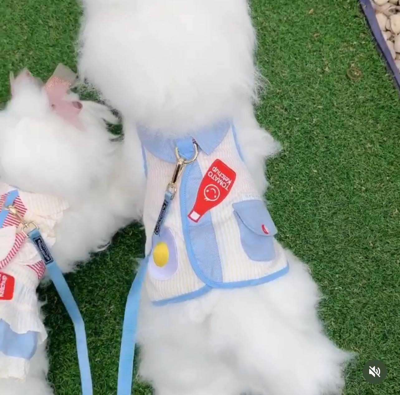 Glitter Pooch ชุดรัดอก สายจูง เสื้อผ้า สุนัข, หมา, แมว, สัตว์เลี้ยง พร้อม สายจูง รุ่น Breakfast Dates Boy