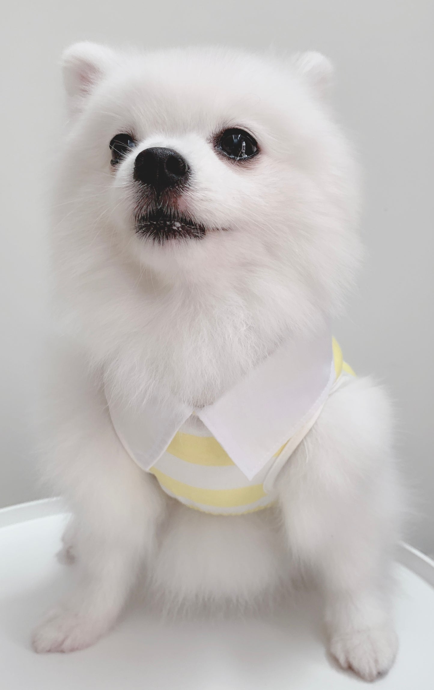 Cotton Tail เสื้อผ้าสัตว์เลี้ยง, หมา, แมว, สุนัข รุ่น Yellow Sunshine