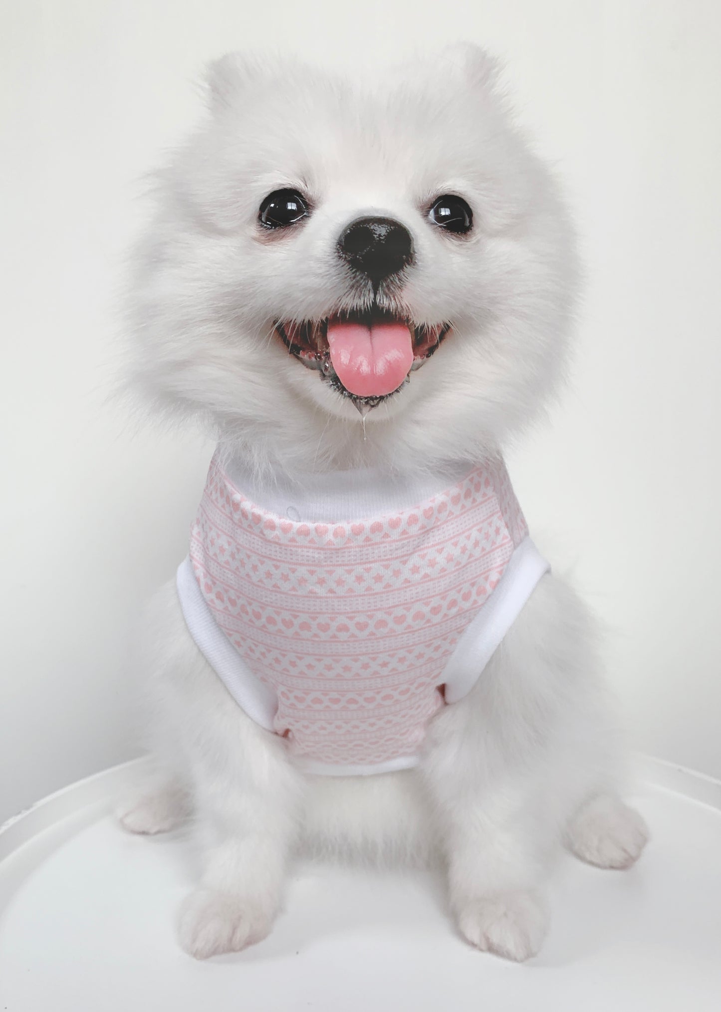 Animal-Go-Round เสื้อผ้าเครื่องแต่งกาย สัตว์เลี้ยง, หมา, แมว, สุนัข รุ่น Rainbow Boy