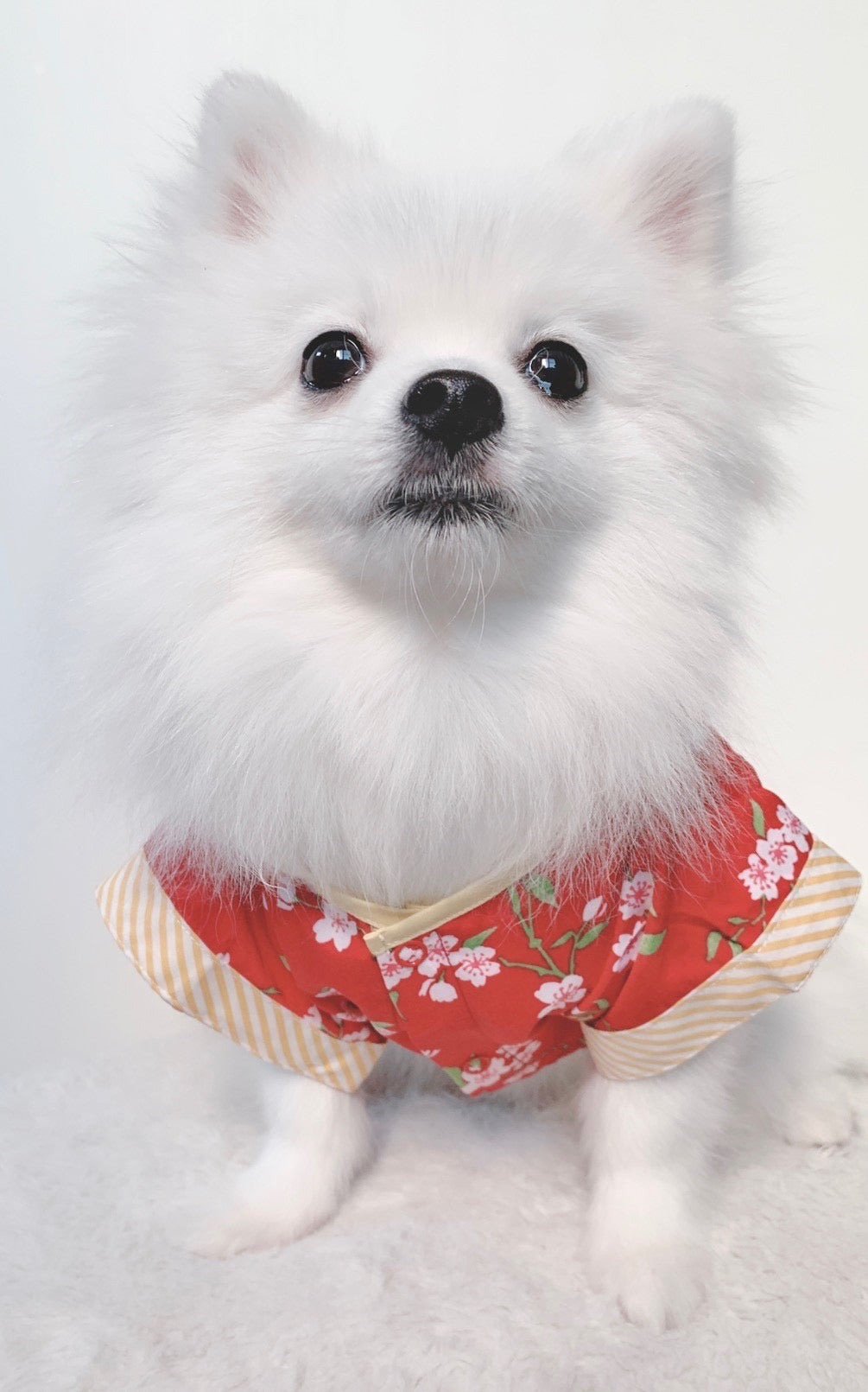 Animal-Go-Round เสื้อผ้าเครื่องแต่งกาย สัตว์เลี้ยง, หมา, แมว, สุนัข รุ่น Bunnies CNY Boy