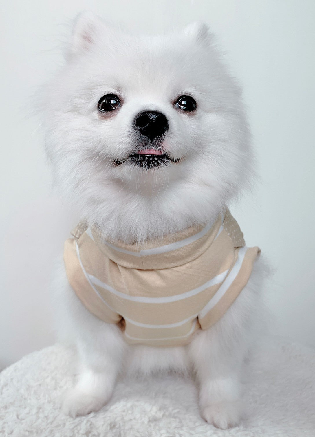 Animal-Go-Round เสื้อผ้าเครื่องแต่งกาย สัตว์เลี้ยง, หมา, แมว, สุนัข รุ่น Smith-Beige Daisy