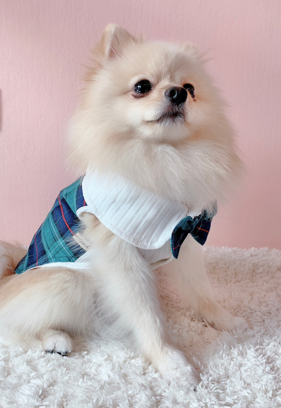 Animal-Go-Round เสื้อผ้าเครื่องแต่งกาย สัตว์เลี้ยง, หมา, แมว, สุนัข รุ่น Animal Primary Boy