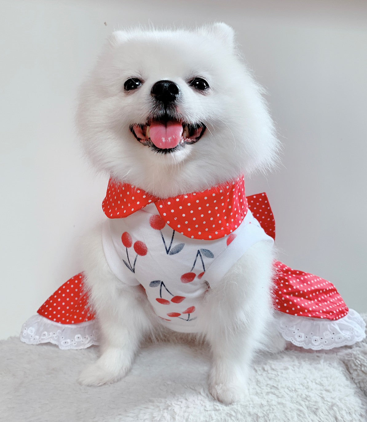 Animal-Go-Round เสื้อผ้าเครื่องแต่งกาย สัตว์เลี้ยง, หมา, แมว, สุนัข รุ่น Cherry Dot