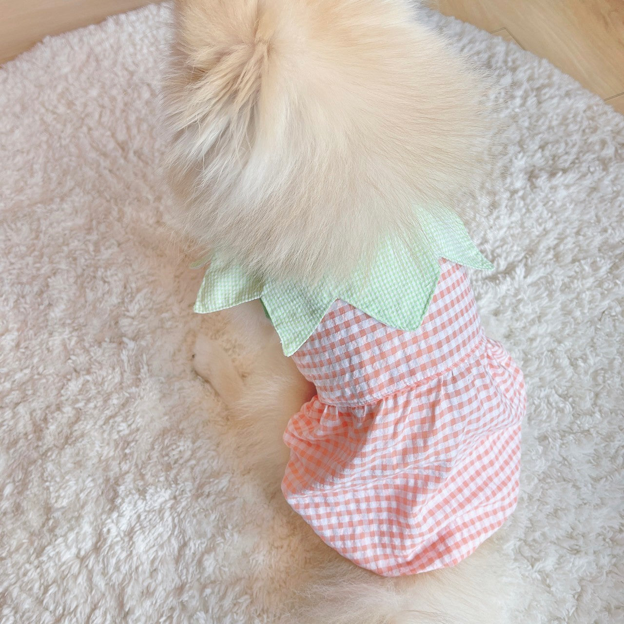 Animal-Go-Round เสื้อผ้าเครื่องแต่งกาย สัตว์เลี้ยง, หมา, แมว, สุนัข รุ่น Sweety Pumpkin