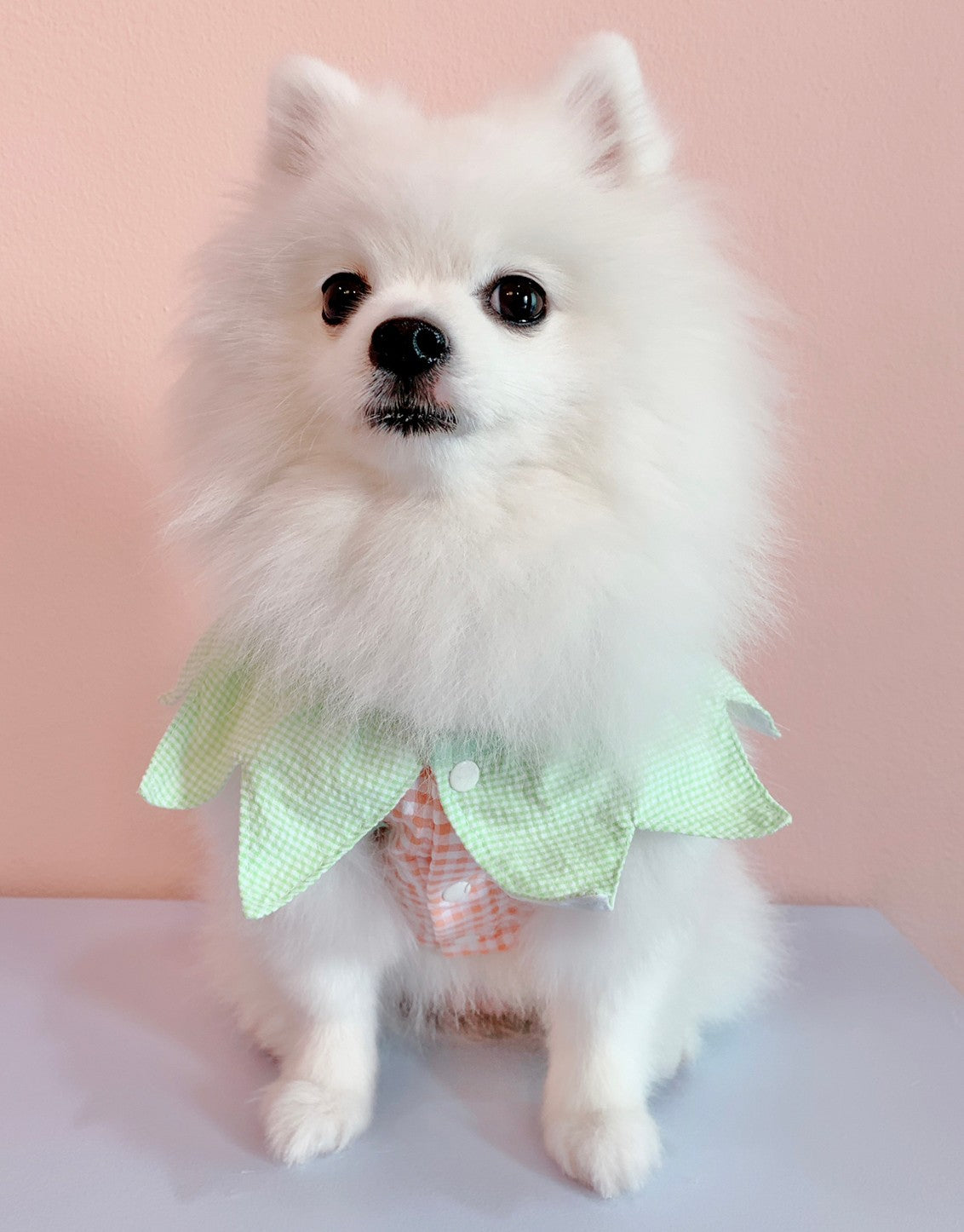 Animal-Go-Round เสื้อผ้าเครื่องแต่งกาย สัตว์เลี้ยง, หมา, แมว, สุนัข รุ่น Sweety Pumpkin