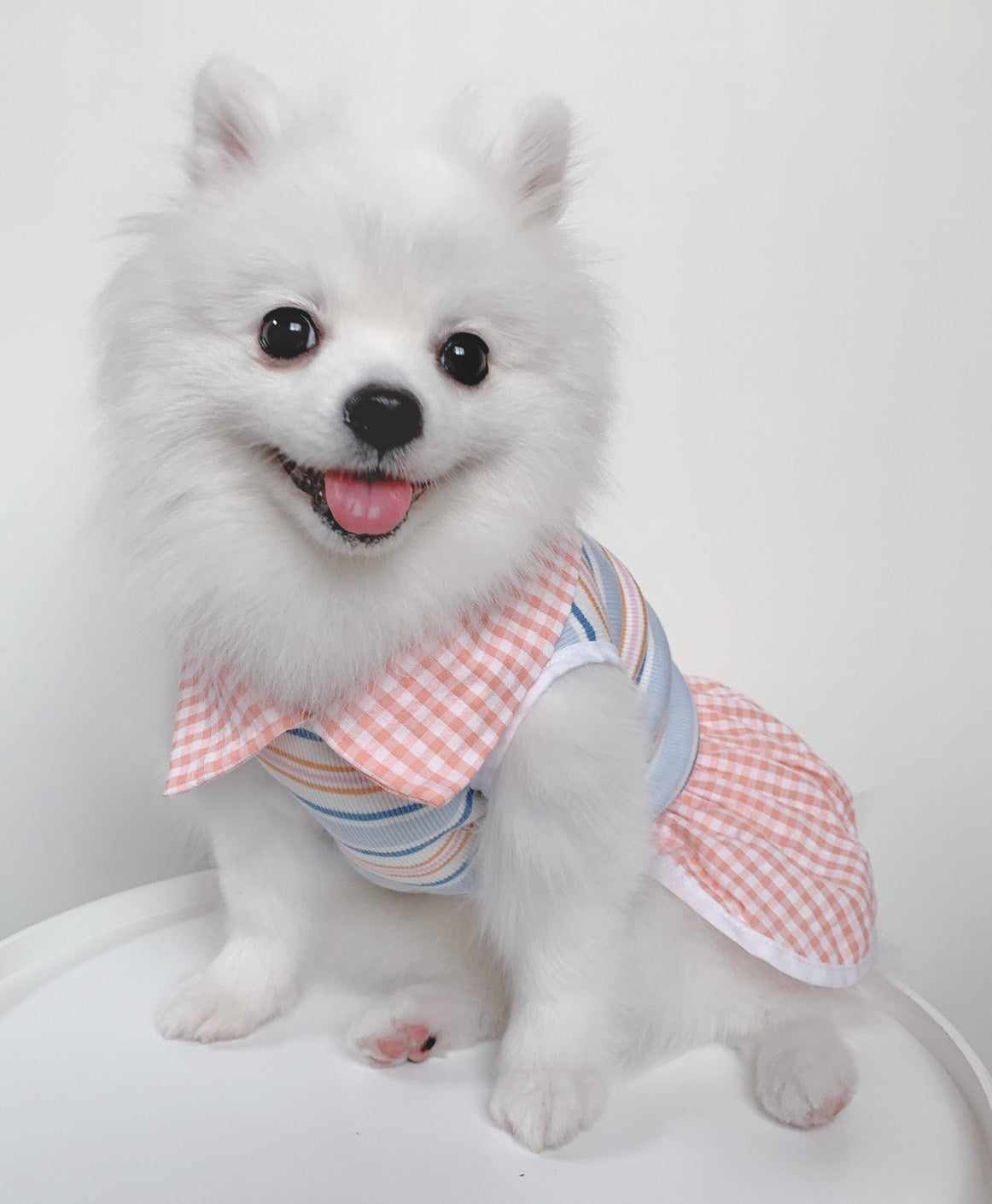 Animal-Go-Round เสื้อผ้าเครื่องแต่งกาย สัตว์เลี้ยง, หมา, แมว, สุนัข รุ่น Hype Girl