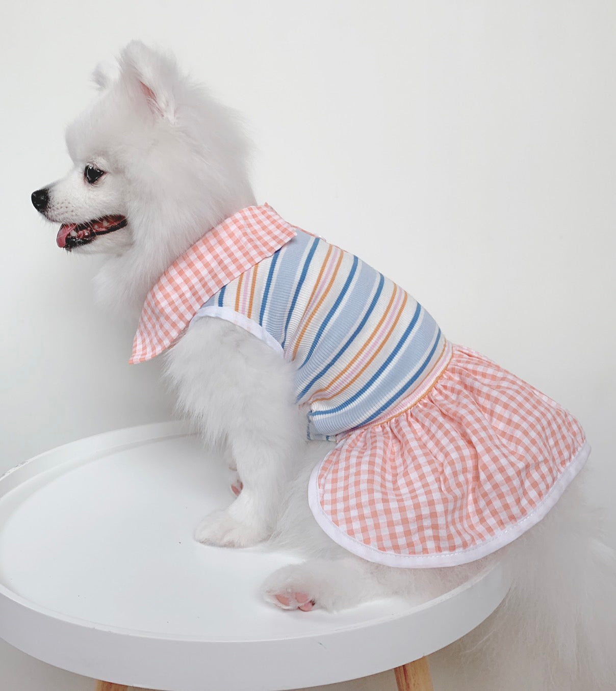 Animal-Go-Round เสื้อผ้าเครื่องแต่งกาย สัตว์เลี้ยง, หมา, แมว, สุนัข รุ่น Hype Girl