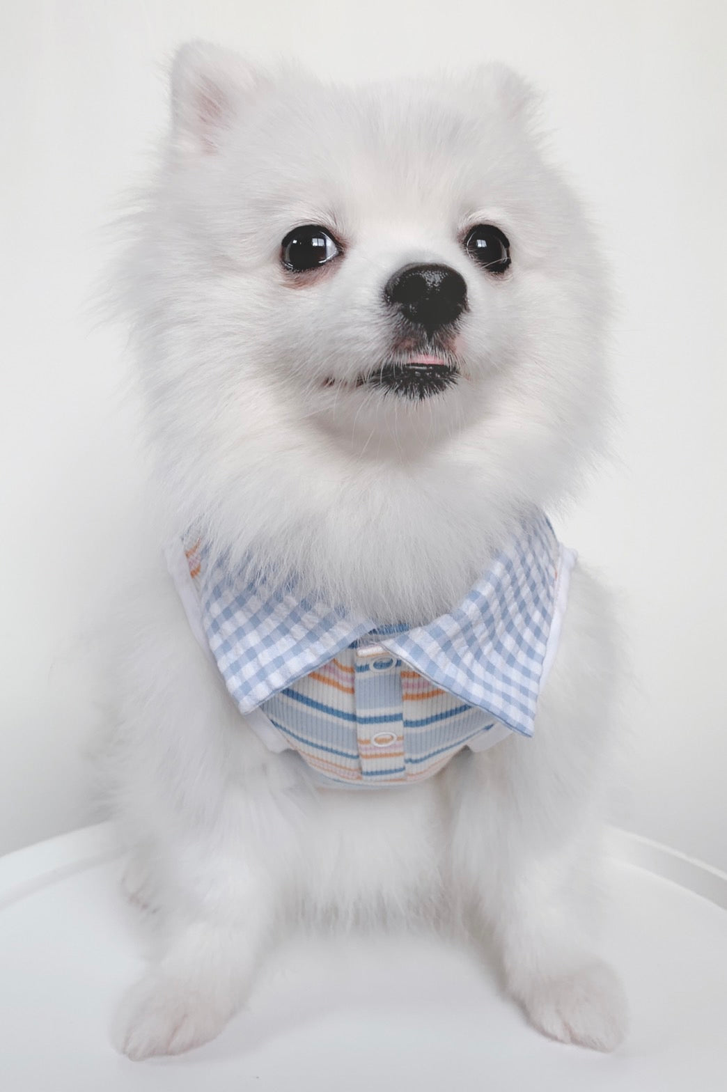 Animal-Go-Round เสื้อผ้าเครื่องแต่งกาย สัตว์เลี้ยง, หมา, แมว, สุนัข รุ่น Hype Boy Scotty