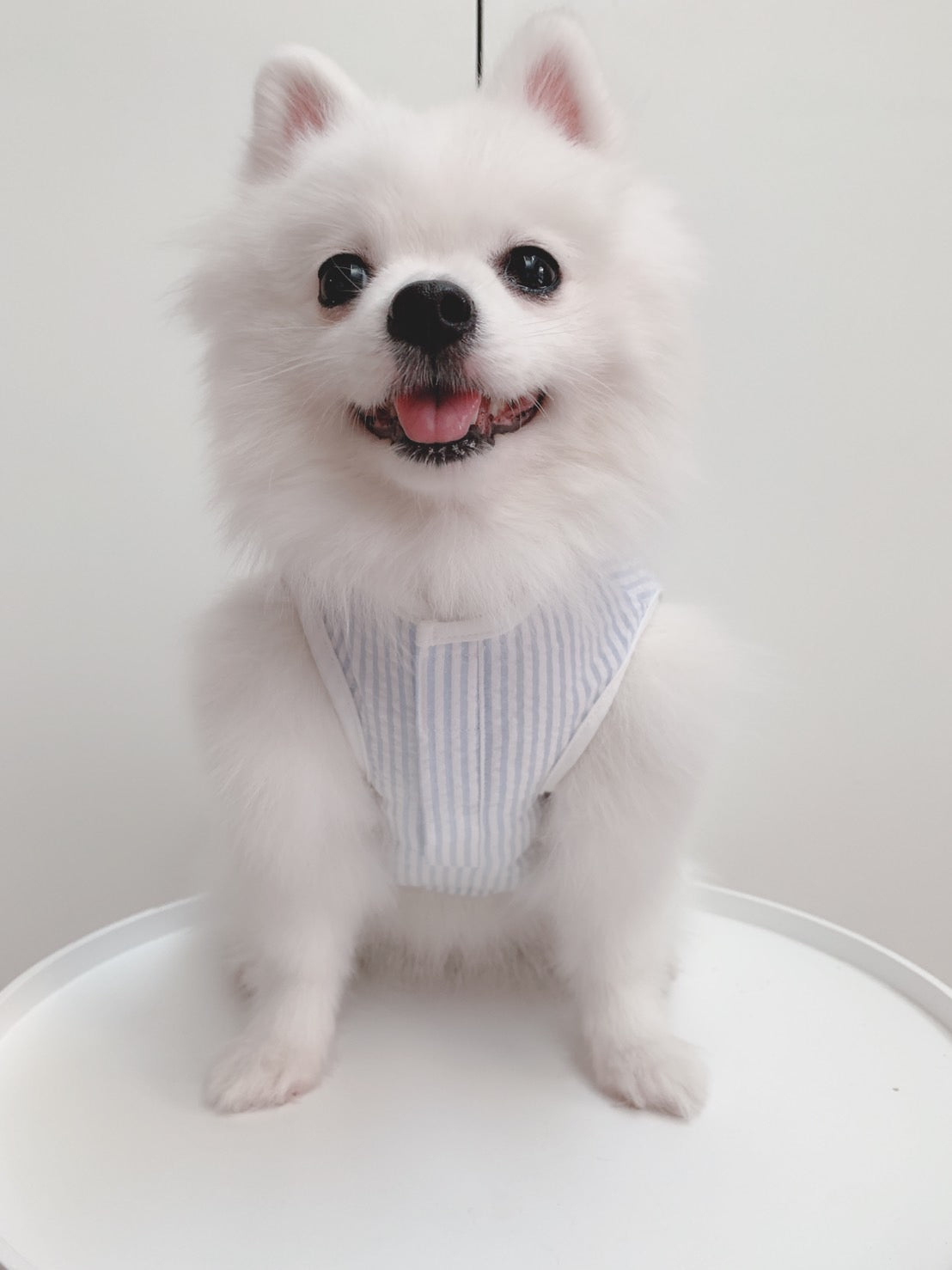 Animal-Go-Round เสื้อผ้าเครื่องแต่งกาย สัตว์เลี้ยง, หมา, แมว, สุนัข รุ่น Pastel Pocket Boy