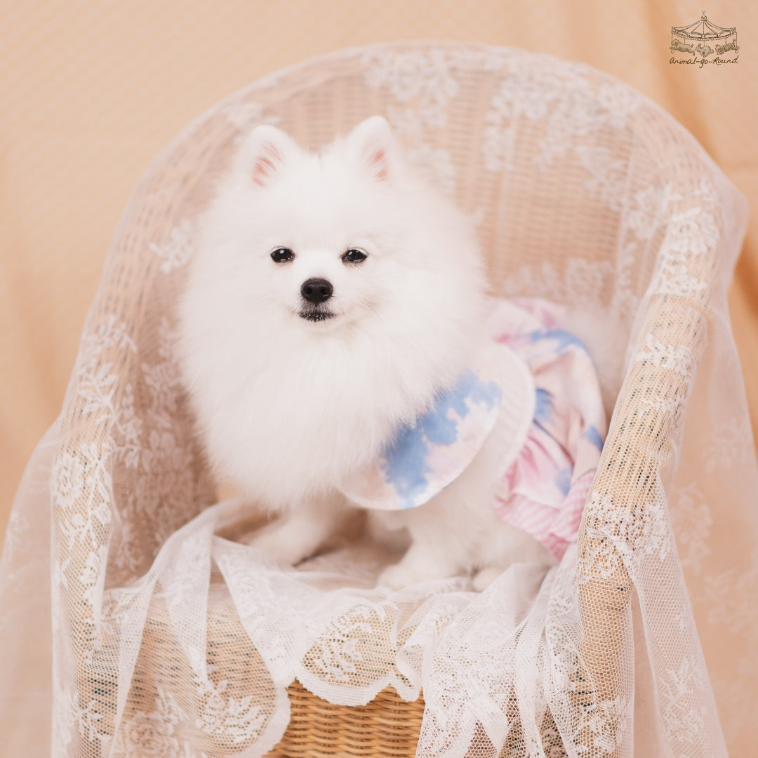 Animal-Go-Round เสื้อผ้าเครื่องแต่งกาย สัตว์เลี้ยง, หมา, แมว, สุนัข รุ่น Summer Breeze Girl