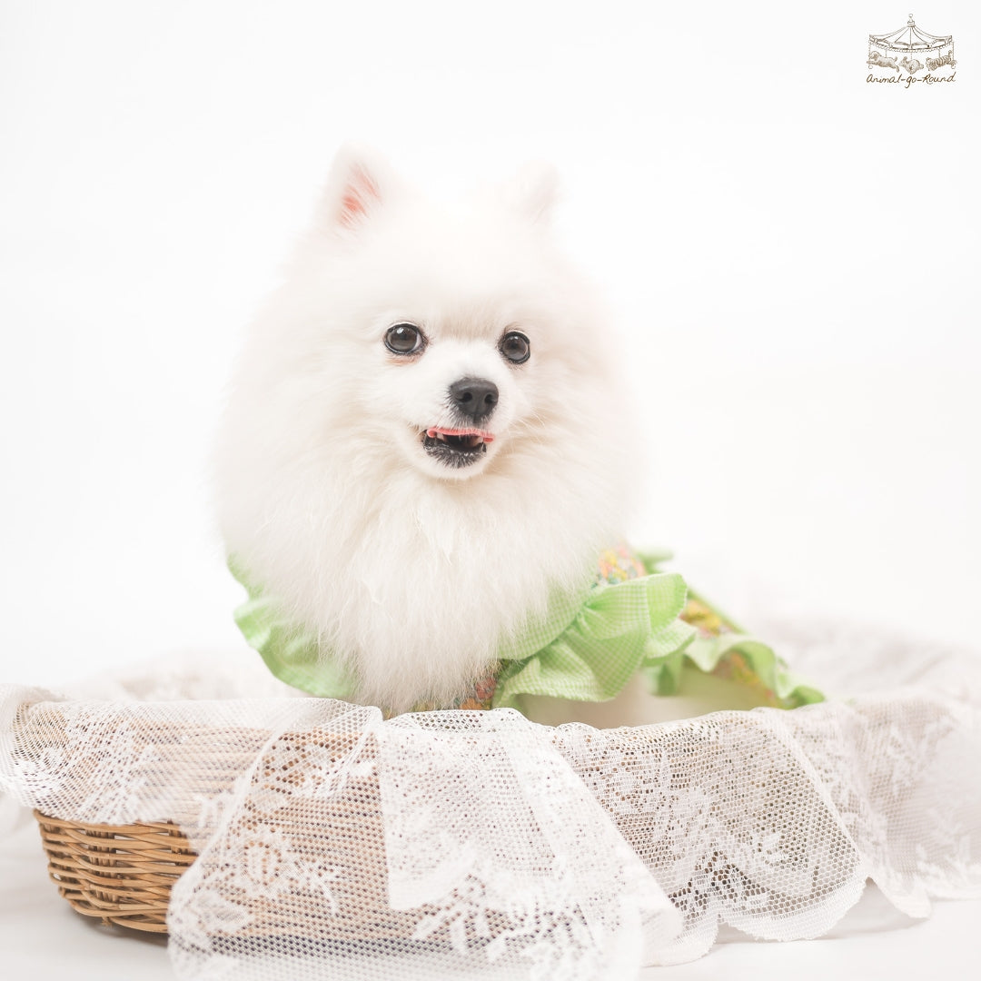 Animal-Go-Round เสื้อผ้าเครื่องแต่งกาย สัตว์เลี้ยง, หมา, แมว, สุนัข รุ่น Fall Blooming
