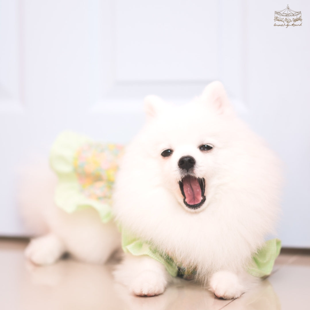 Animal-Go-Round เสื้อผ้าเครื่องแต่งกาย สัตว์เลี้ยง, หมา, แมว, สุนัข รุ่น Fall Blooming