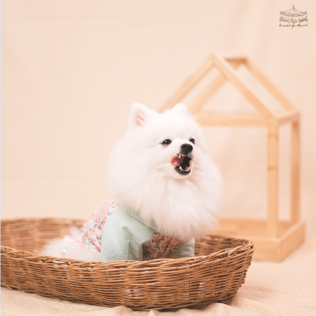 Animal-Go-Round เสื้อผ้าเครื่องแต่งกาย สัตว์เลี้ยง, หมา, แมว, สุนัข รุ่น Sunday Morning Boy